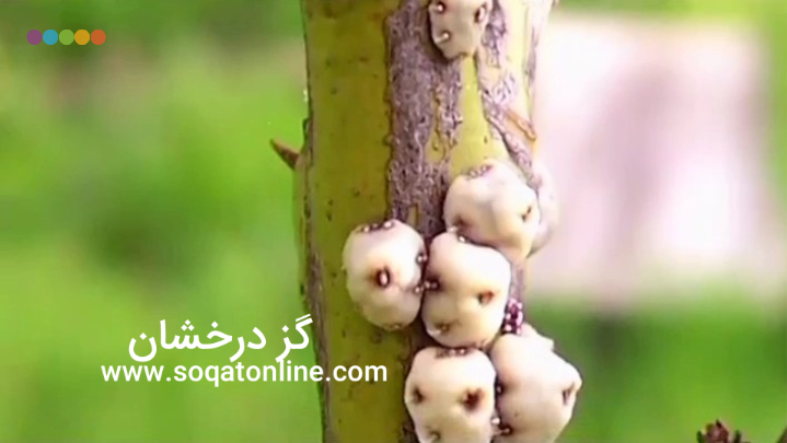 چگونگی نگه داری گز آردی مغز پسته انگبین: